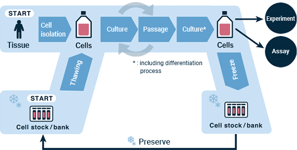 广义细胞培养过程的流程图