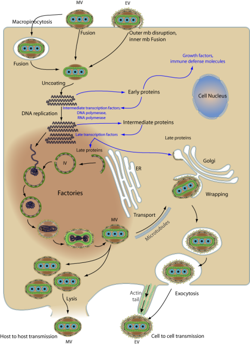 猴痘病毒侵染细胞及增殖过程
